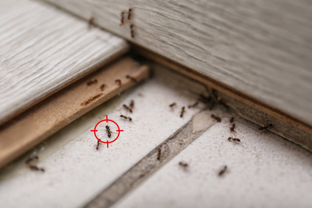 Best Wasp Removal Services  in Doa Ana, NM